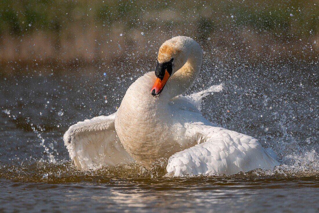 France, Somme, Baie de Somme, Baie de Somme Nature Reserve, Marquenterre Ornithological Park, Saint Quentin en Tourmont, Mute Swan (Cygnus olor Mute Swan) bath (toilet)