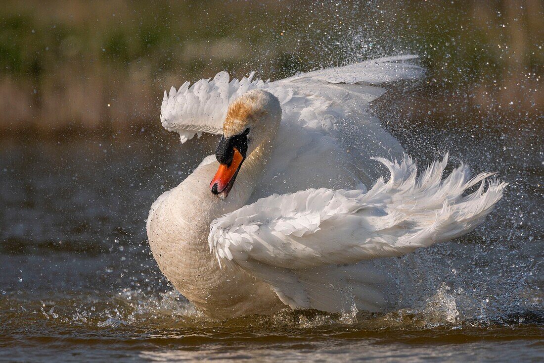 France, Somme, Baie de Somme, Baie de Somme Nature Reserve, Marquenterre Ornithological Park, Saint Quentin en Tourmont, Mute Swan (Cygnus olor Mute Swan) bath (toilet)