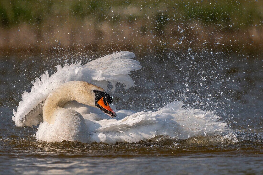 France, Somme, Baie de Somme, Baie de Somme Nature Reserve, Marquenterre Ornithological Park, Saint Quentin en Tourmont, Mute Swan (Cygnus olor Mute Swan) bath (toilet)