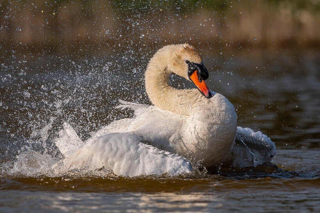 France, Somme, Baie de Somme, Baie de Somme Nature Reserve, Marquenterre Ornithological Park, Saint Quentin en Tourmont, Mute Swan (Cygnus olor Mute Swan) bath (toilet)