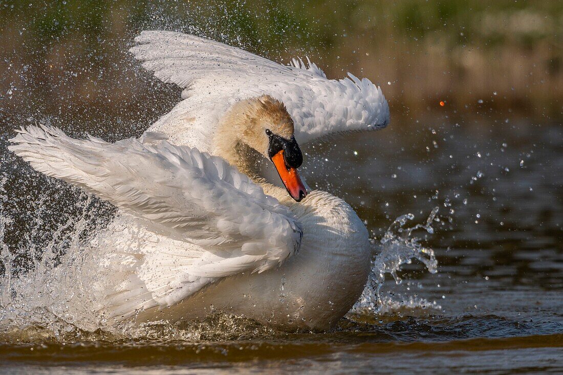 France, Somme, Baie de Somme, Baie de Somme Nature Reserve, Marquenterre Ornithological Park, Saint Quentin en Tourmont, Mute Swan (Cygnus olor Mute Swan) bath (toilet)