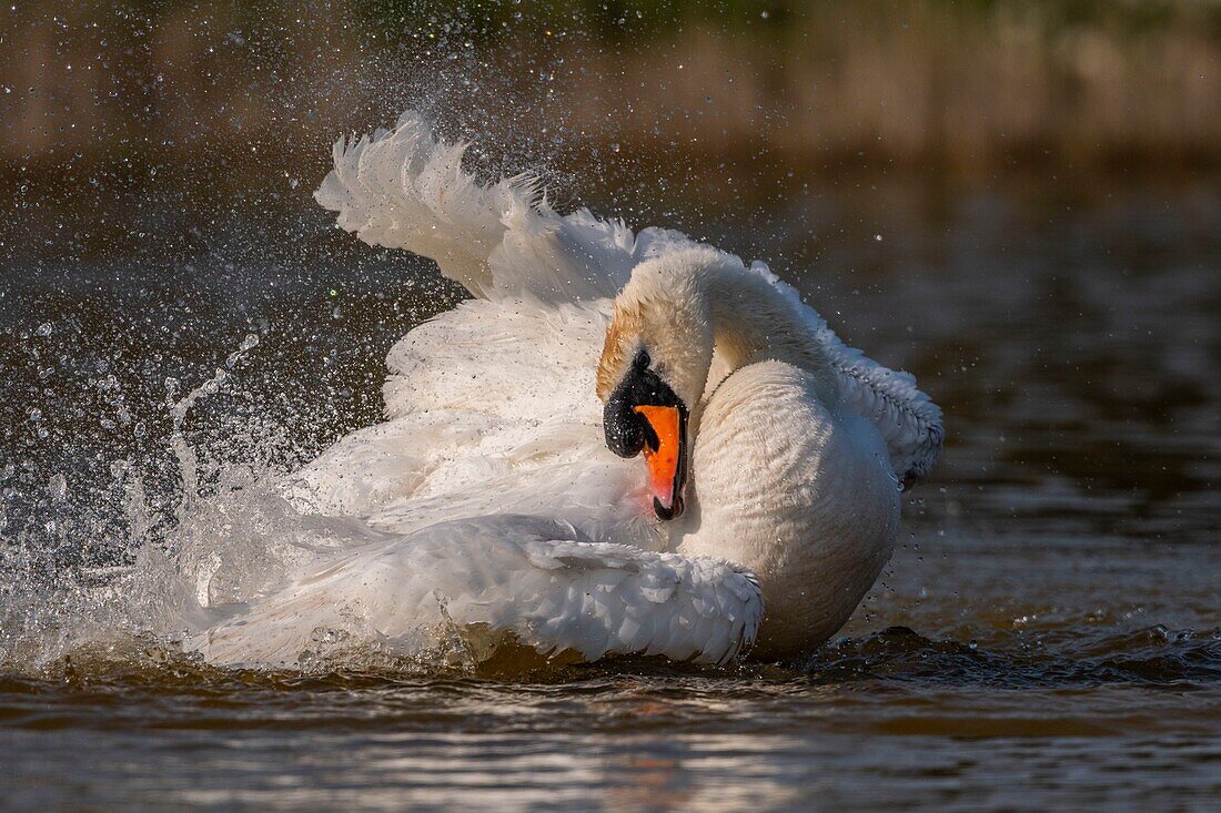 France, Somme, Baie de Somme, Baie de Somme Nature Reserve, Marquenterre Ornithological Park, Saint Quentin en Tourmont, Mute Swan (Cygnus olor Mute Swan) bath (toilet)