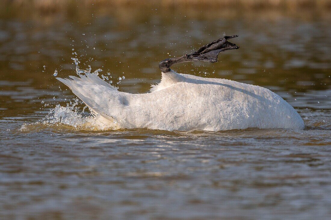 France, Somme, Baie de Somme, Baie de Somme Nature Reserve, Marquenterre Ornithological Park, Saint Quentin en Tourmont, Mute Swan (Cygnus olor Mute Swan) bath (toilet)