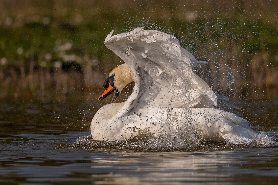 France, Somme, Baie de Somme, Baie de Somme Nature Reserve, Marquenterre Ornithological Park, Saint Quentin en Tourmont, Mute Swan (Cygnus olor Mute Swan) bath (toilet)