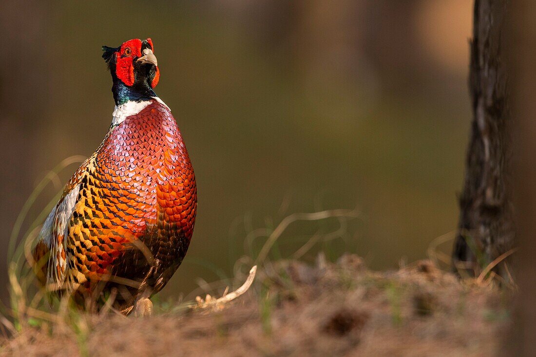 France, Somme, Baie de Somme, Baie de Somme Nature Reserve, Marquenterre Ornithological Park, Saint Quentin en Tourmont, Common Pheasant (Phasianus colchicus)