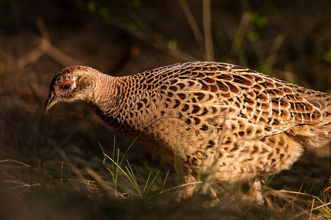 France, Somme, Baie de Somme, Baie de Somme Nature Reserve, Marquenterre Ornithological Park, Saint Quentin en Tourmont, Common Pheasant (Phasianus colchicus)