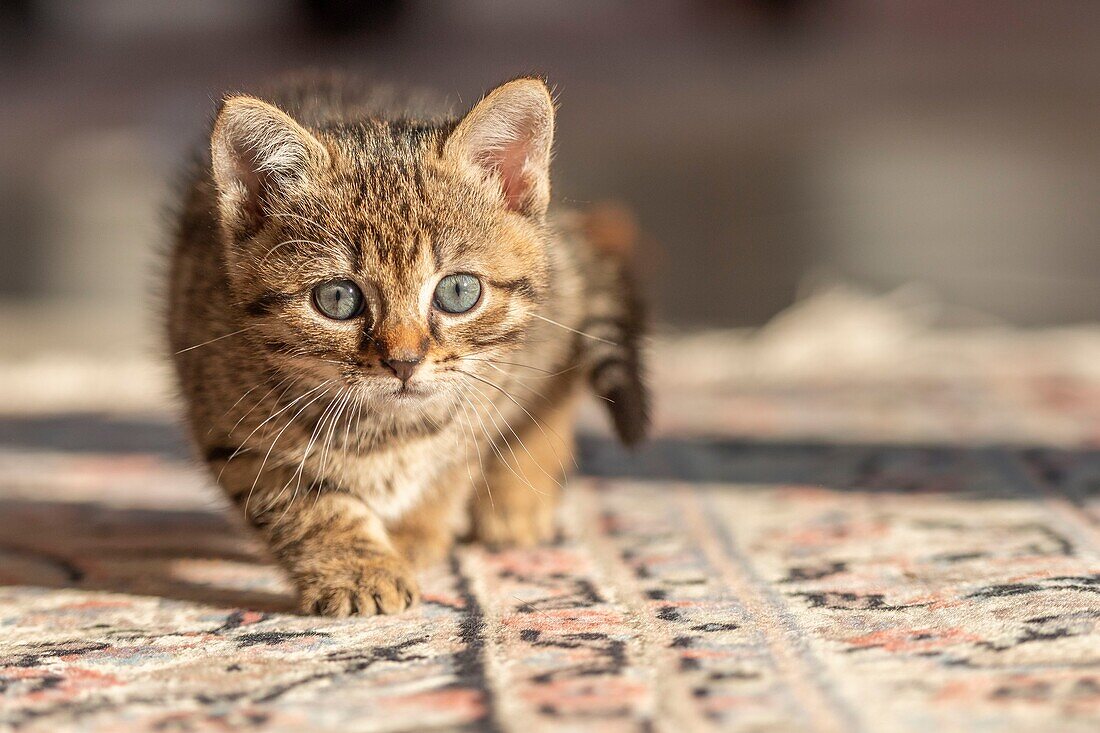 France, Somme, Marcheville, 7 weeks old female kitten, on the carpet in the house