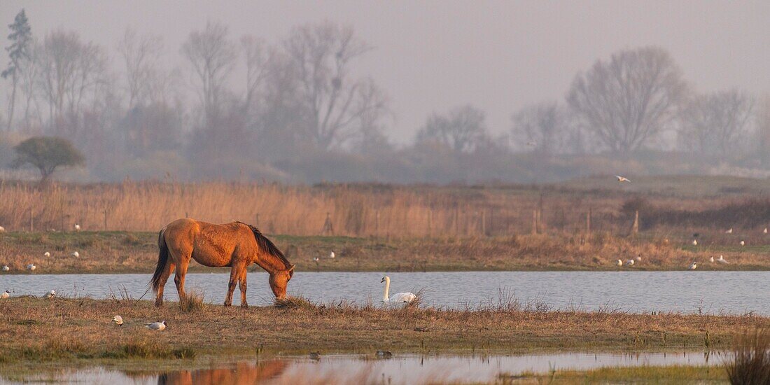 Frankreich, Somme, Baie de Somme, Le Crotoy, Le Crotoy Marsh, die Henson Pferderasse wurde in der Baie de Somme für den Reitsport geschaffen und ist der Stolz der lokalen Züchter, diese kleinen robusten Pferde werden auch für die Ökopflanzung und Sumpfpflege eingesetzt