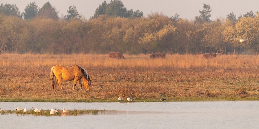 Frankreich, Somme, Baie de Somme, Le Crotoy, Le Crotoy Marsh, die Henson Pferderasse wurde in der Baie de Somme für den Reitsport geschaffen und ist der Stolz der lokalen Züchter, diese kleinen robusten Pferde werden auch für die Ökopflanzung und Sumpfpflege eingesetzt