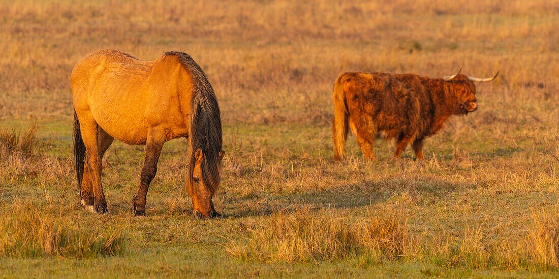 Frankreich, Somme, Baie de Somme, Le Crotoy, Le Crotoy Marsh, die Henson Pferderasse wurde in der Baie de Somme für den Reitsport geschaffen und ist der Stolz der lokalen Züchter, diese kleinen robusten Pferde werden auch für die Ökopflanzung und Sumpfpflege eingesetzt