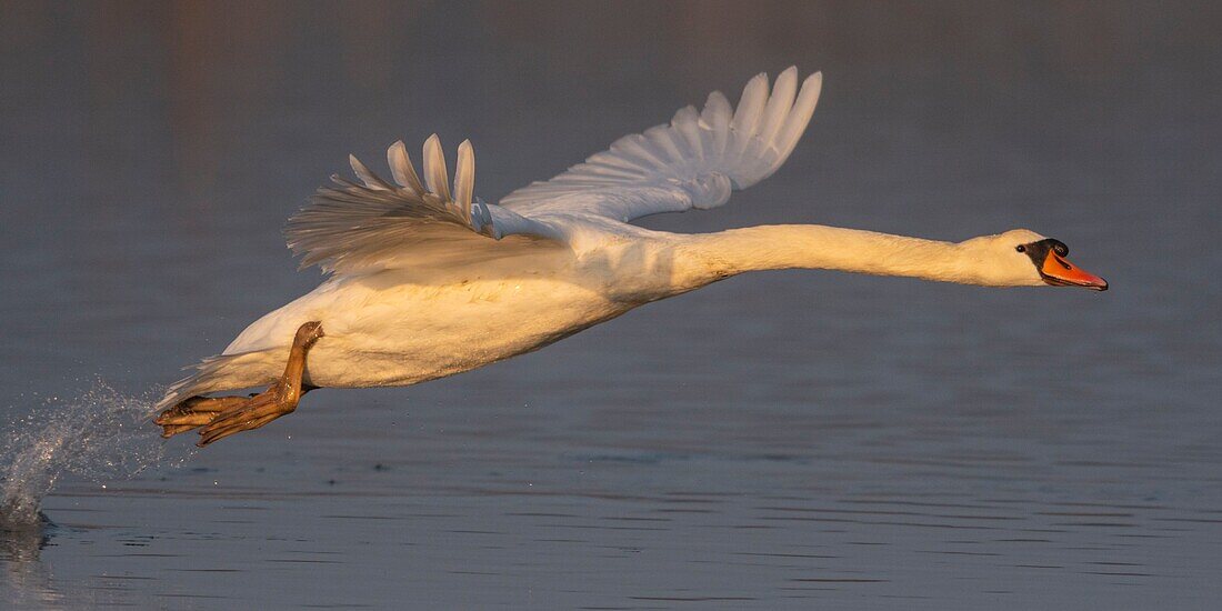 France, Somme, Baie de Somme, Le Crotoy, Crotoy Marsh, Mute Swan (Cygnus olor) defending its territory and hunting intruders in the spring