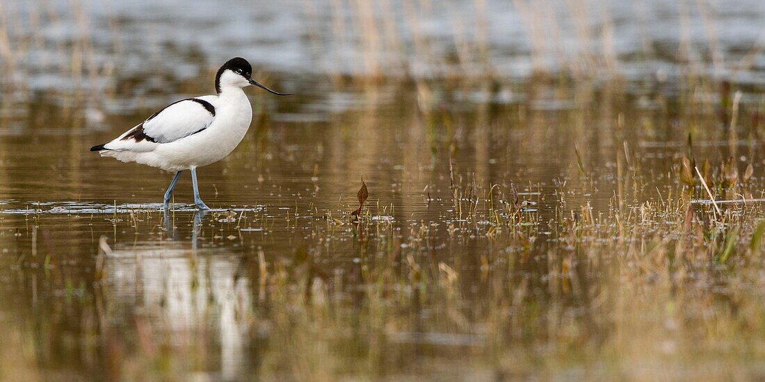 France, Somme, Baie de Somme, Baie de Somme Nature Reserve, Marquenterre Ornithological Park, Saint Quentin en Tourmont, Pied Avocet (Recurvirostra avosetta)