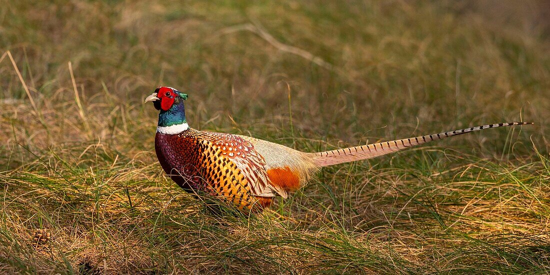 Frankreich, Somme, Baie de Somme, Naturschutzgebiet Baie de Somme, Ornithologischer Park Marquenterre, Saint Quentin en Tourmont, Kanadagans (Branta canadensis Kanadagans)