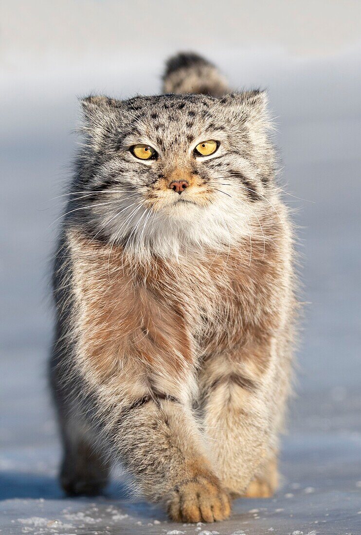 Mongolia, East Mongolia, Steppe area, Pallas's cat (Otocolobus manul), moving, running