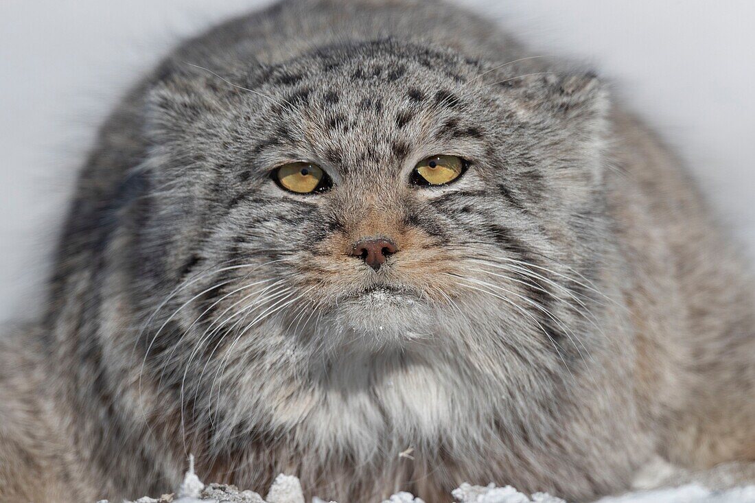 Mongolei, Ostmongolei, Steppengebiet, Pallas-Katze (Otocolobus manul), ruhend, liegend