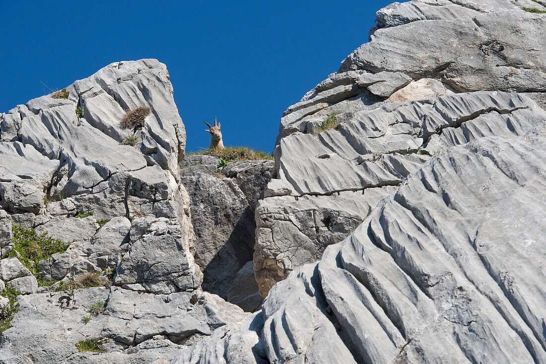 Frankreich, Hochsavoyen, Bargy-Massiv, alpine Tierwelt, junger Steinbock oder Ziege im Balafrasse-Tal