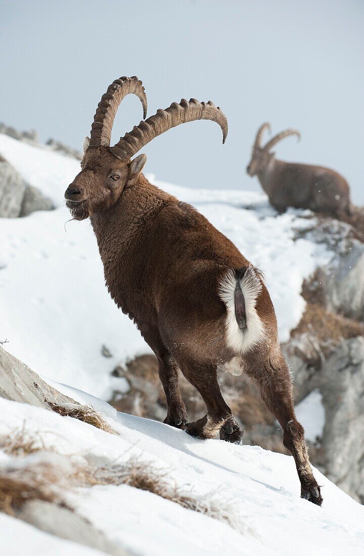 Frankreich, Haute Savoie, Bargy-Massiv, alpine Wildtiere, alte Steinbock-Männchen im Wettstreit während der Brunftzeit