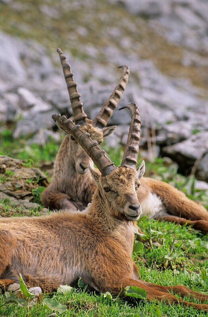 Frankreich, Haute Savoie, Chablais-Massiv, alpine Fauna, alter Steinbock zum Bise-Pass