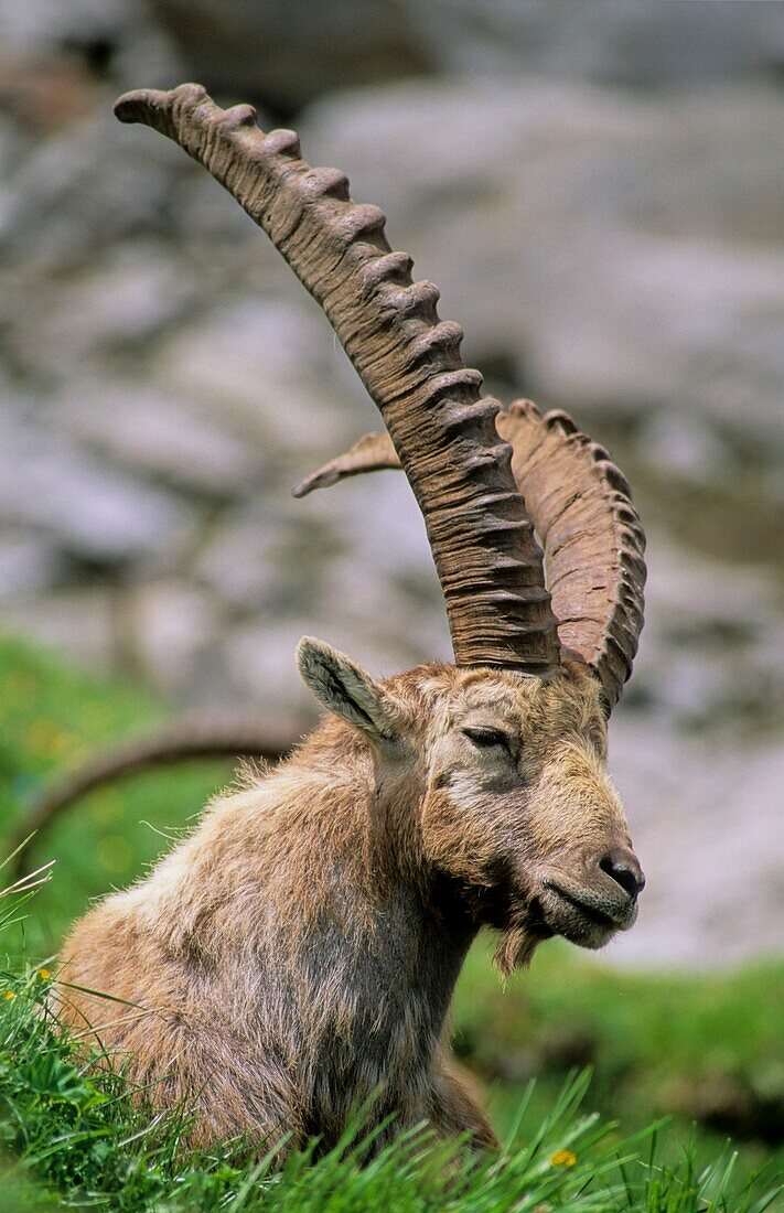 France, Haute Savoie, Chablais massif, alpine fauna, old ibex to the Bise pass