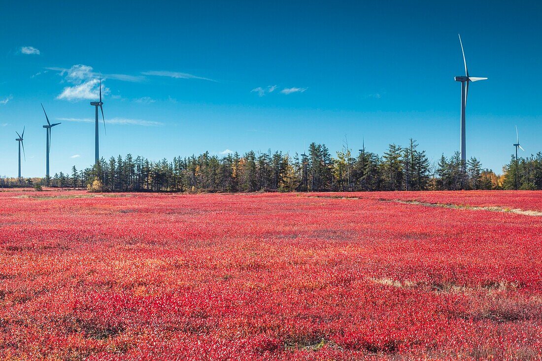 Canada, New Brunswick, Acadian Peninsula, Little Shippagan, wind turbines and cranberry field in autumn