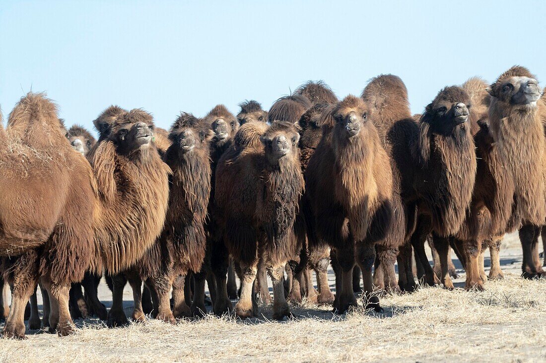 Mongolei, Ostmongolei, Steppengebiet, Trampeltier (Camelus bactrianus)