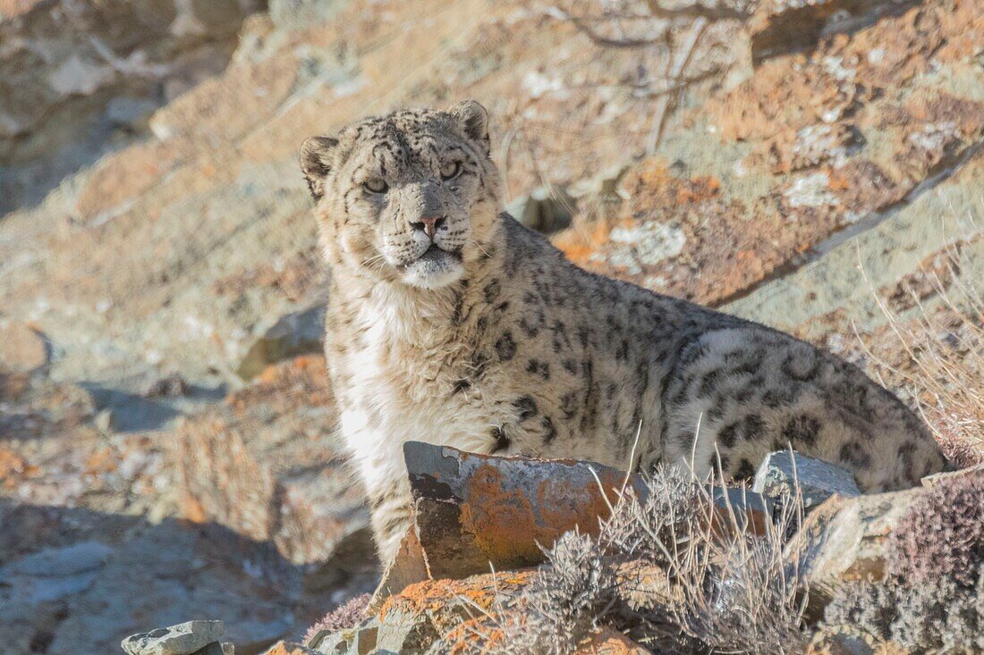 Mongolia, West Mongolia, Altai mountains, Snow leopard or ounce (Panthera uncia), on rocks