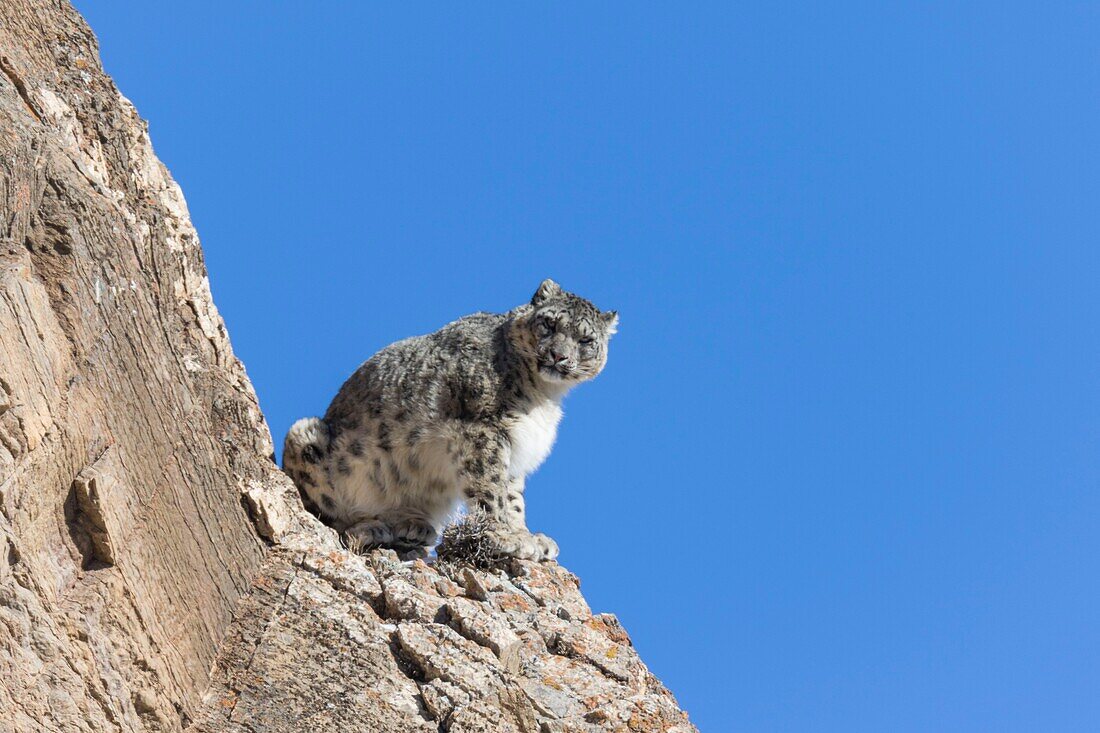 Mongolia, West Mongolia, Altai mountains, Snow leopard or ounce (Panthera uncia), on rocks