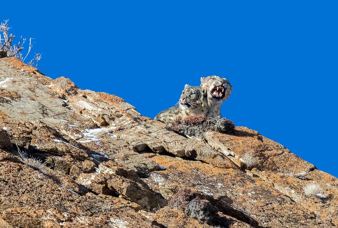 Mongolia, West Mongolia, Altai mountains, Snow leopard or ounce (Panthera uncia), couple on rocks, mating