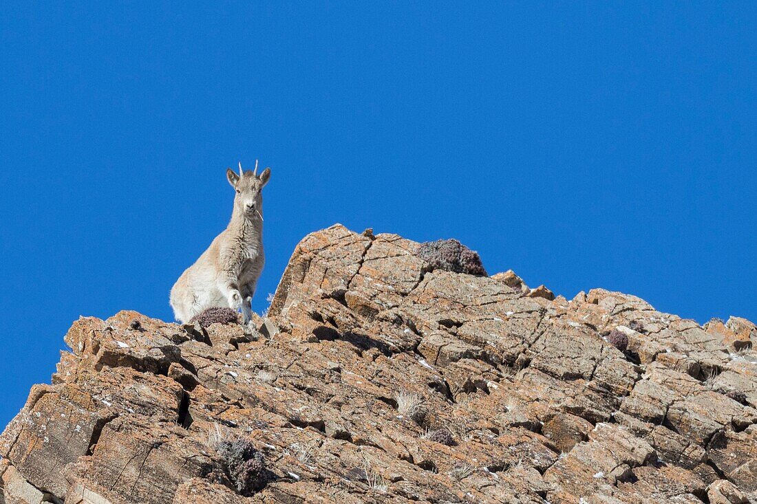 Mongolei, Westmongolei, Altaigebirge, Sibirischer Steinbock (Capra sibirica), auf Felsen