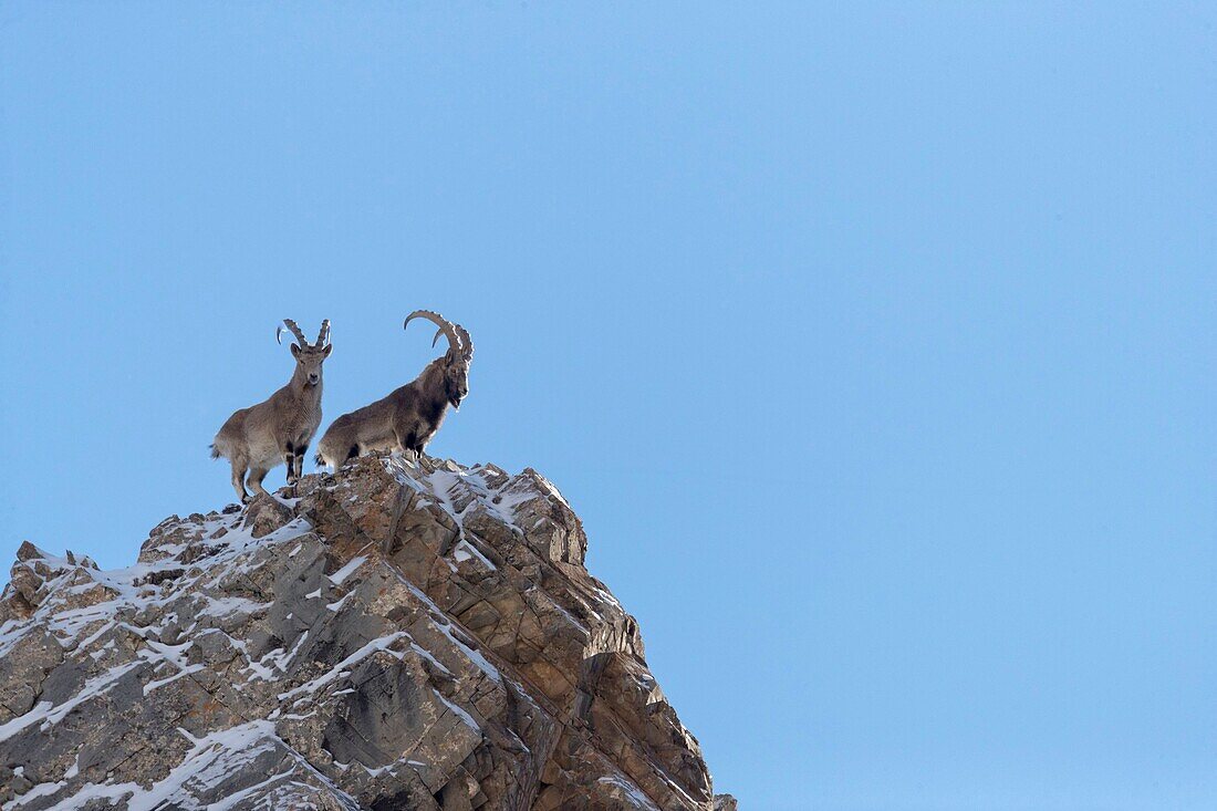 Mongolei, Westmongolei, Altaigebirge, Sibirischer Steinbock (Capra sibirica), auf Felsen