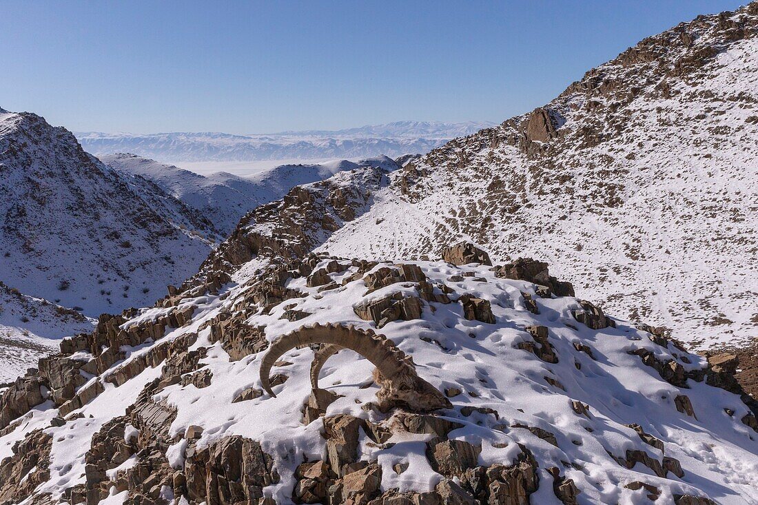 Mongolei, Westmongolei, Altaigebirge, Tal mit Kopfskelett eines sibirischen Steinbocks (Capra sibirica)