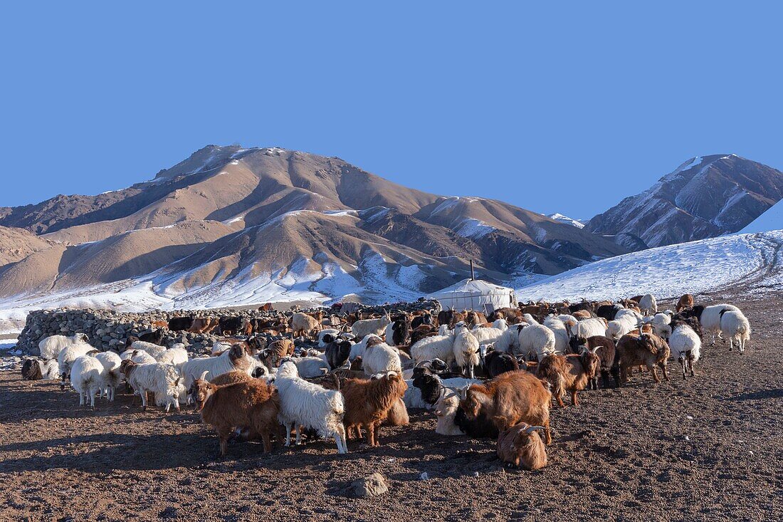 Mongolia, West Mongolia, Altai mountains, Valley with snow and rocks, Sheepfold, Yurt in the snow, goat and sheep farming