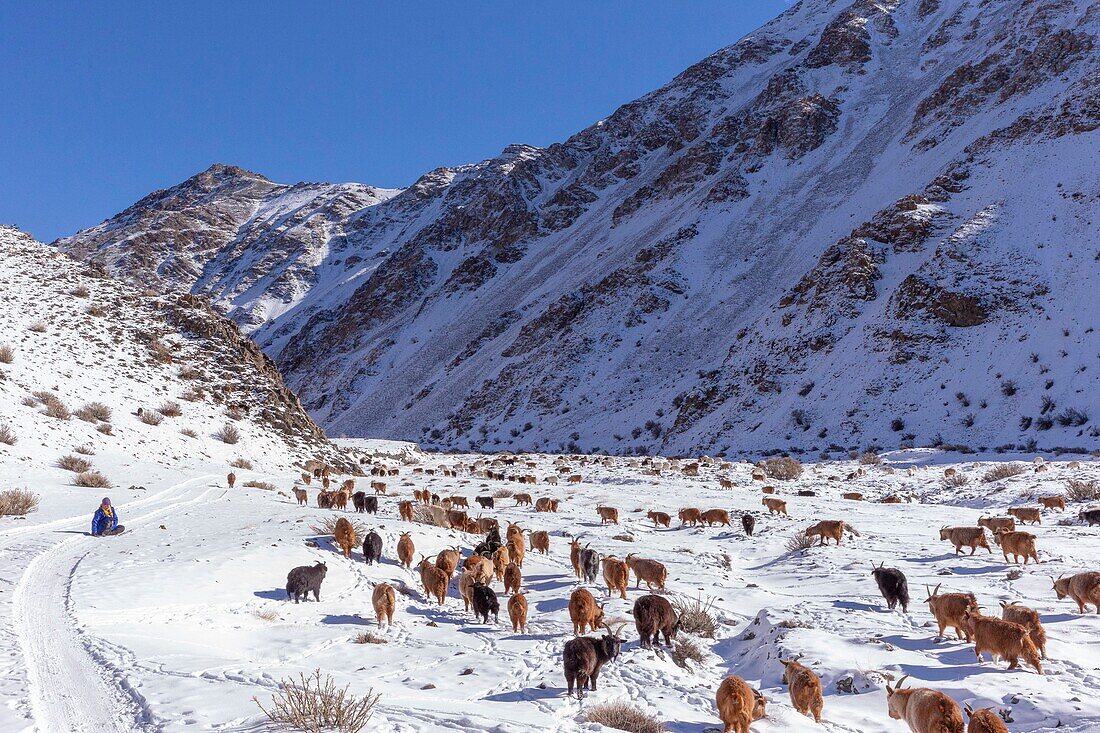 Mongolei, Westmongolei, Altaigebirge, Tal mit Schnee und Felsen, Hirte mit Ziegen- und Schafherde in den Bergen