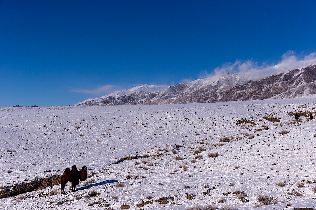 Mongolia, West Mongolia, Altai mountains, Valley with snow and rocks, Bactrian camel in the mountains