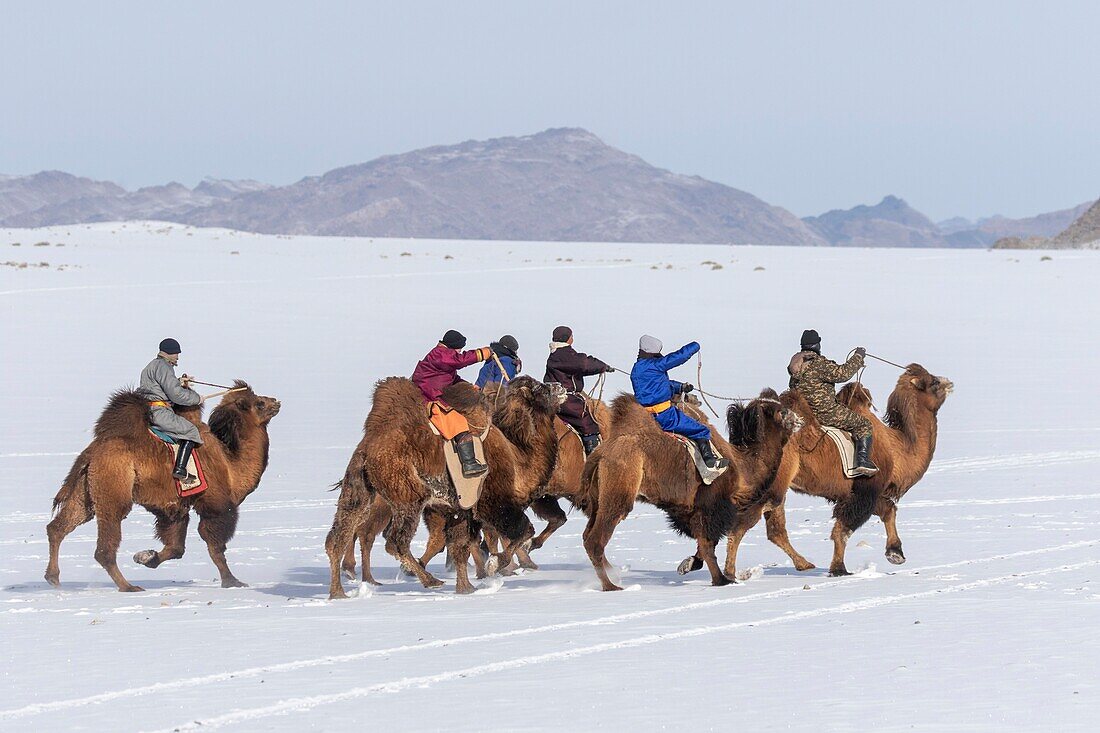 Mongolia, West Mongolia, Altai mountains, Kanhman village, Bactrian camel race in the plain