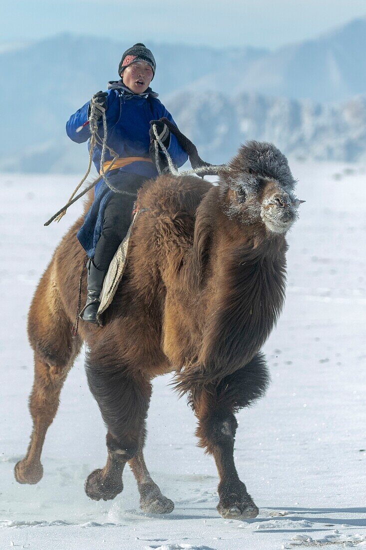 Mongolei, Westmongolei, Altai-Gebirge, Dorf Kanhman, baktrisches Kamelrennen in der Ebene