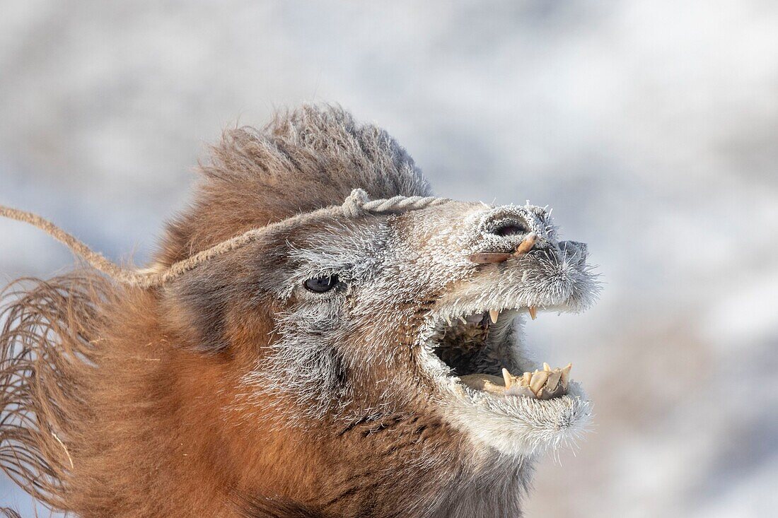 Mongolia, West Mongolia, Altai mountains, Kanhman village, Bactrian camel race in the plain