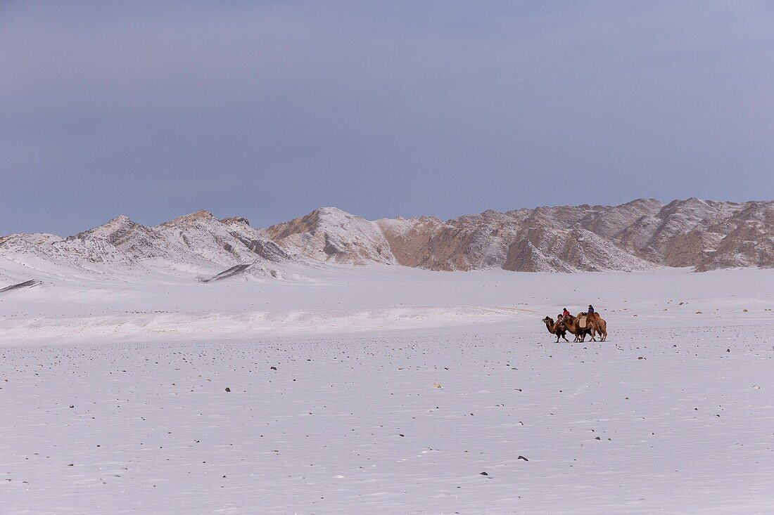 Mongolei, Westmongolei, Altai-Gebirge, Dorf Kanhman, baktrisches Kamelrennen in der Ebene