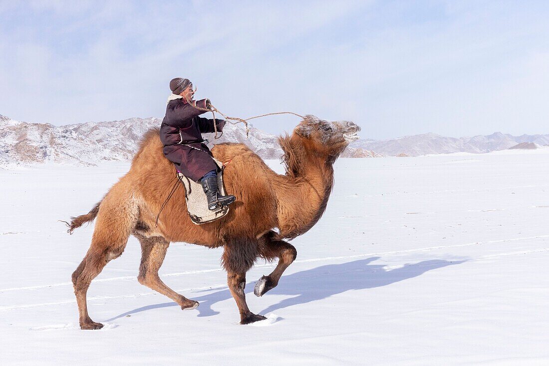 Mongolei, Westmongolei, Altai-Gebirge, Dorf Kanhman, baktrisches Kamelrennen in der Ebene