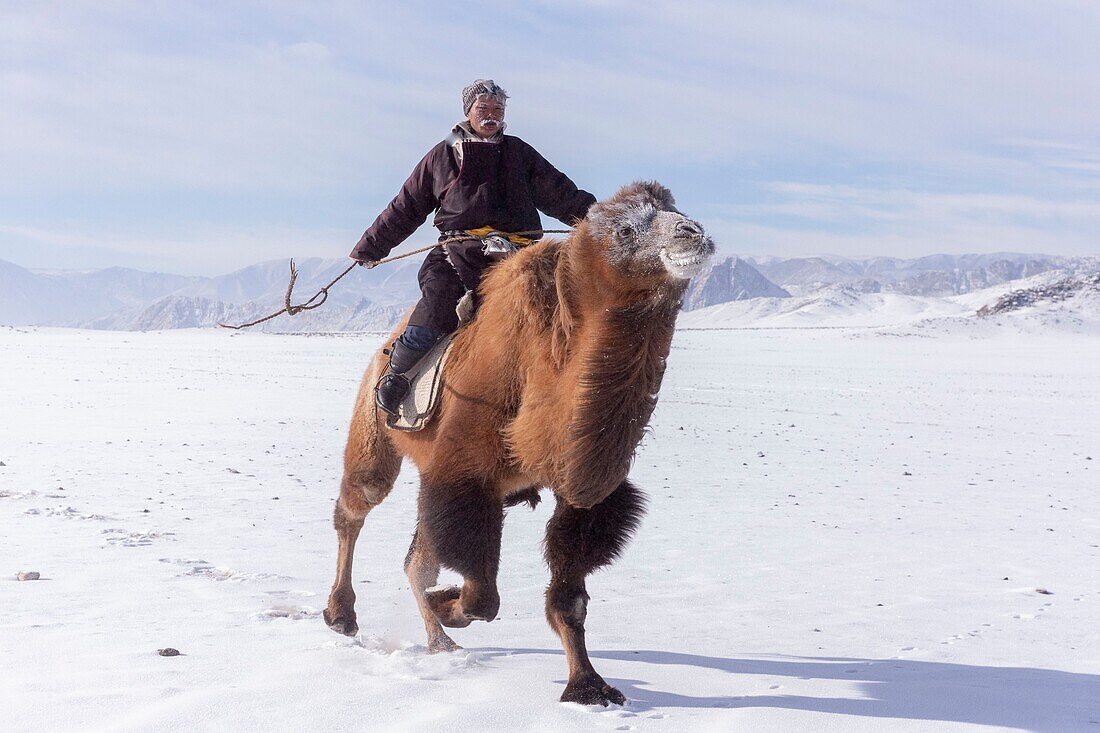 Mongolei, Westmongolei, Altai-Gebirge, Dorf Kanhman, baktrisches Kamelrennen in der Ebene