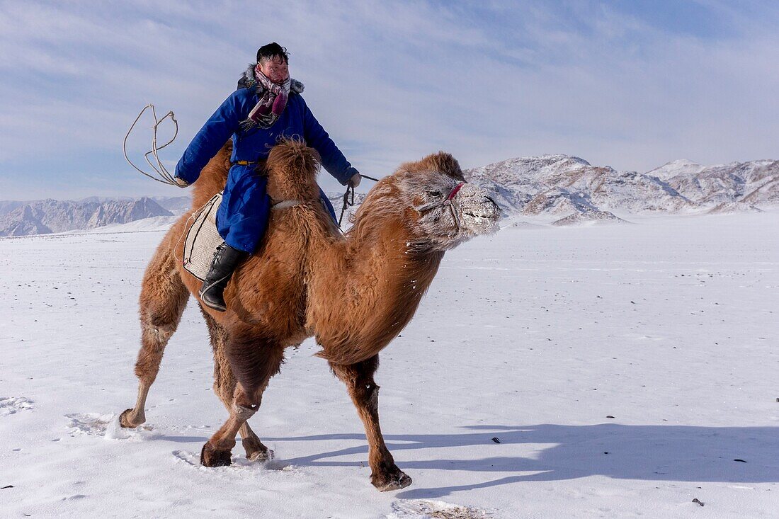 Mongolei, Westmongolei, Altai-Gebirge, Dorf Kanhman, baktrisches Kamelrennen in der Ebene