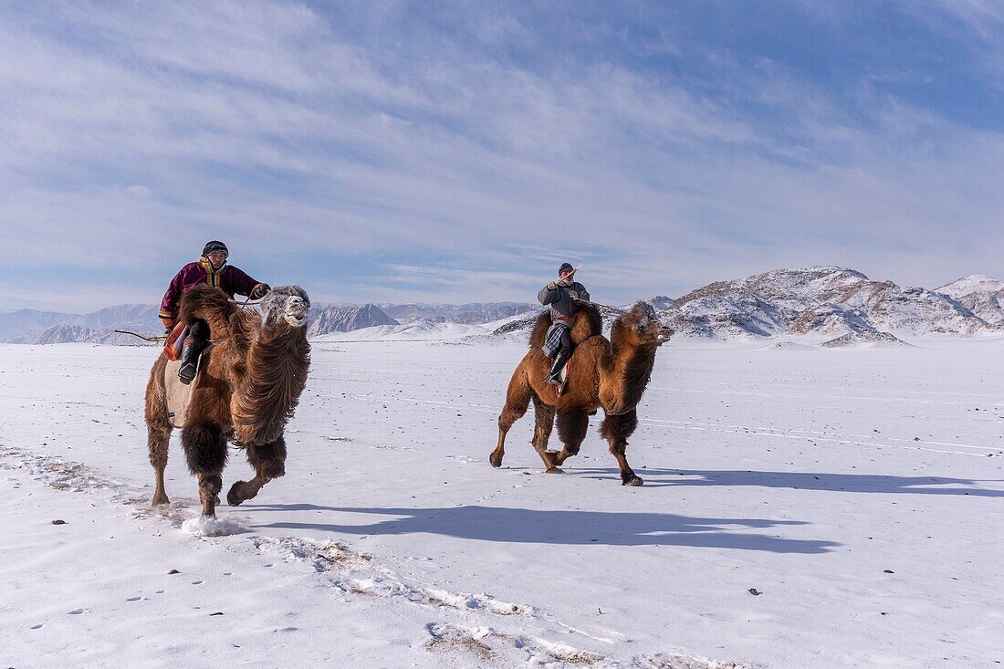 Mongolei, Westmongolei, Altai-Gebirge, Dorf Kanhman, baktrisches Kamelrennen in der Ebene