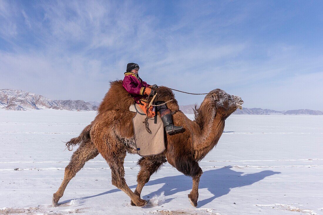 Mongolei, Westmongolei, Altai-Gebirge, Dorf Kanhman, baktrisches Kamelrennen in der Ebene