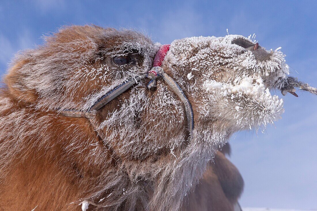 Mongolei, Westmongolei, Altai-Gebirge, Dorf Kanhman, baktrisches Kamelrennen in der Ebene