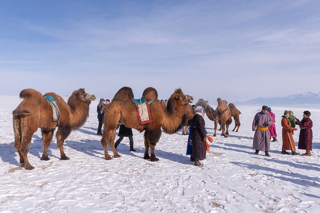 Mongolei, Westmongolei, Altai-Gebirge, Dorf Kanhman, baktrisches Kamelrennen in der Ebene