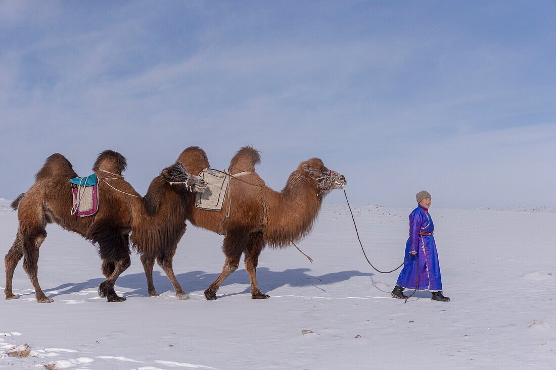 Mongolei, Westmongolei, Altai-Gebirge, Dorf Kanhman, baktrisches Kamelrennen in der Ebene