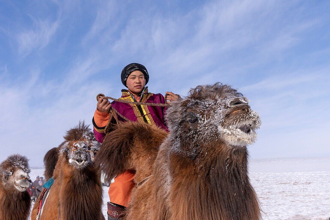 Mongolei, Westmongolei, Altai-Gebirge, Dorf Kanhman, baktrisches Kamelrennen in der Ebene