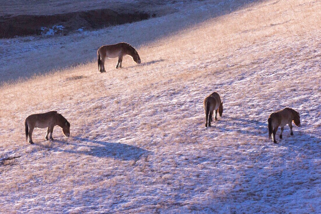 Mongolei, Hustai-Nationalpark, Przewalski-Pferd oder Mongolisches Wildpferd oder Dsungarisches Pferd ( Equus przewalskii oder Equus ferus przewalskii), seit 1993 im Khustain-Nuruu-Nationalpark wieder angesiedelt