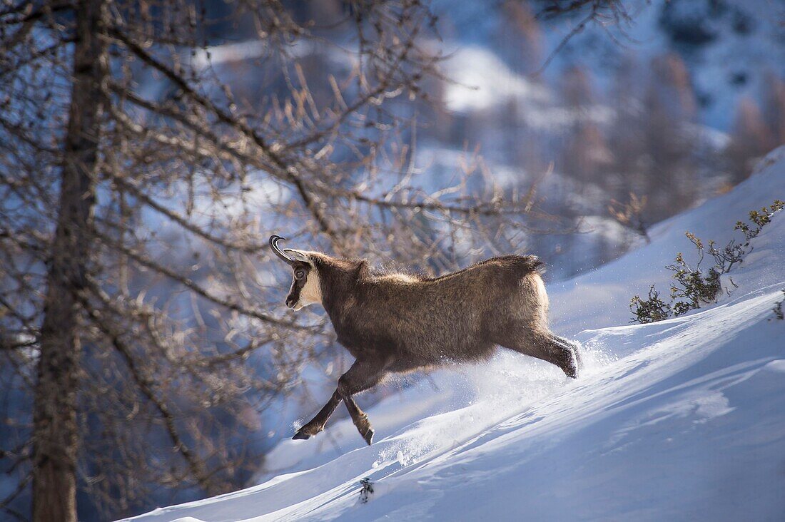 Italien, Piemont, Val de Cogne, Nationalpark Gran Paradiso, Gämse während der Brunft oberhalb des Dorfes Valnontey