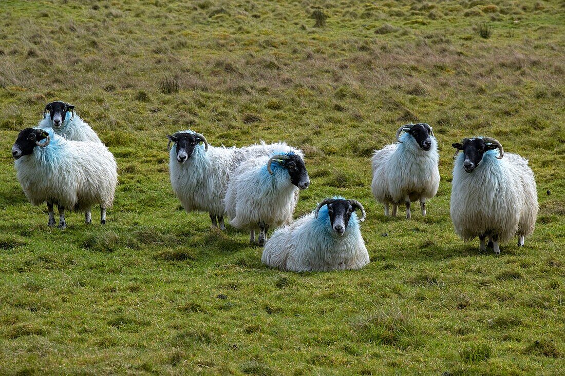 Ireland, County Donegal, Scottish Blackface